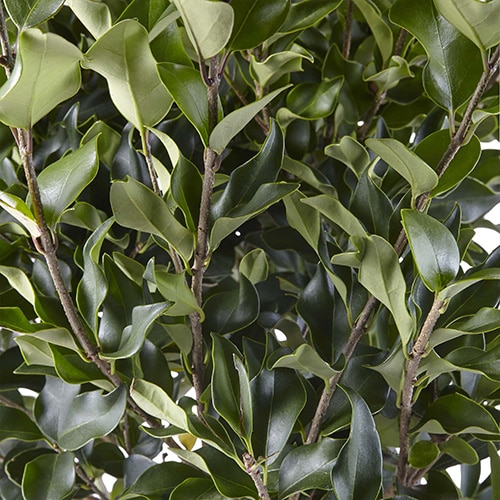 recurvifolium ligustrum privet shrub – plants direct to you