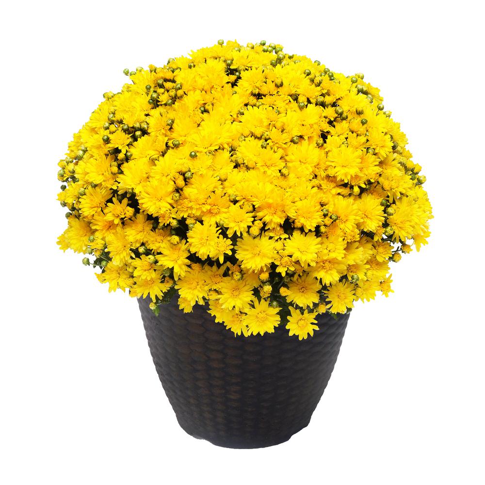 Chrysanthemum Yellow (Mum) Plant 13 inch Decorative Pot Plants Direct