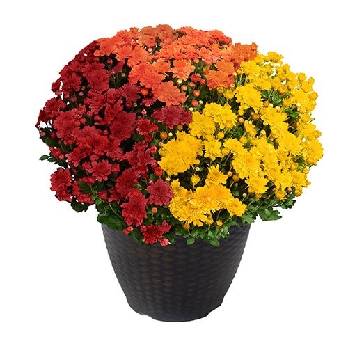 Chrysanthemum Tricolor (Mum) Plant 13 inch Decorative Pot Plants