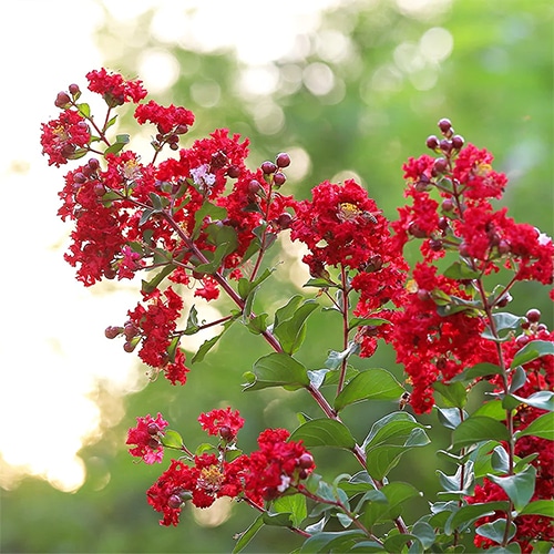 Southern Living Plant Collection Colorama Scarlet Crape Myrtle 3 Gallon Plants Direct To You
